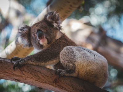 12 Amazing Australian Wildlife Experiences