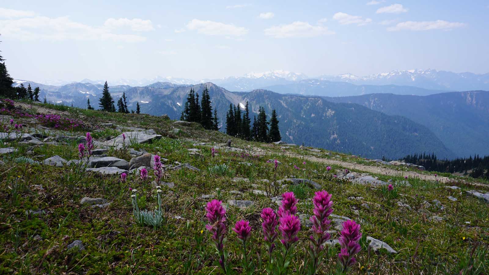 Best Hikes in Olympic National Park Obstruction Point
