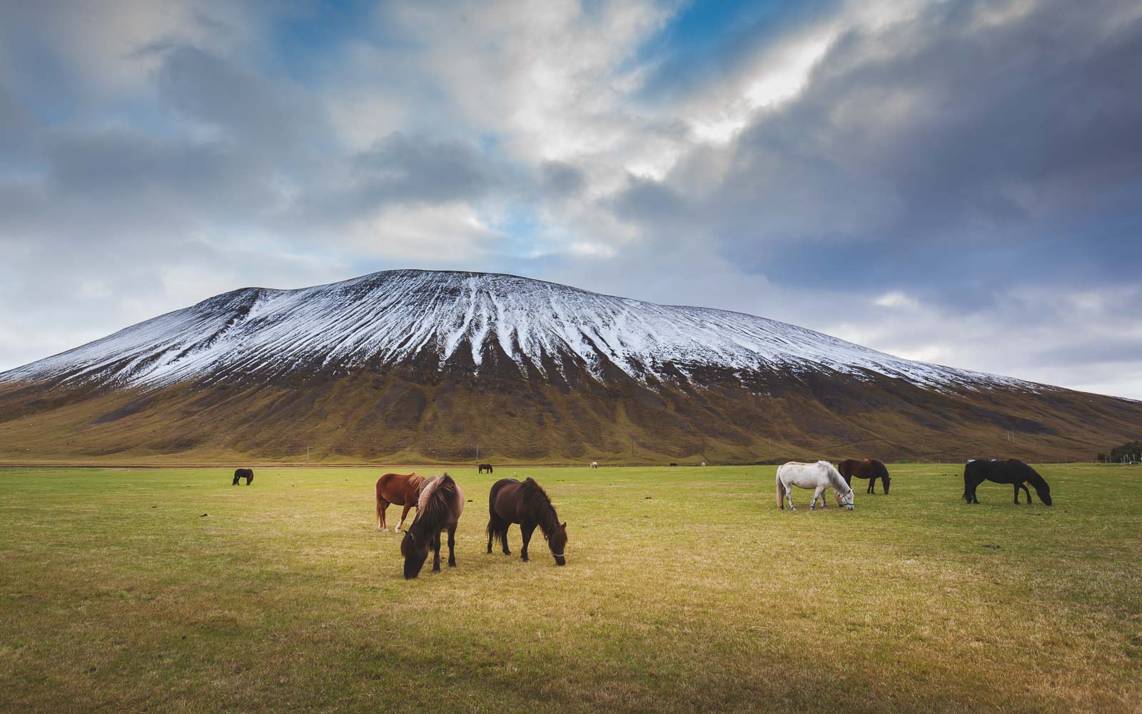 Viking Horses in Iceland