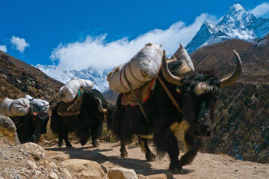 tips for trekking to everest base camp tips yak train